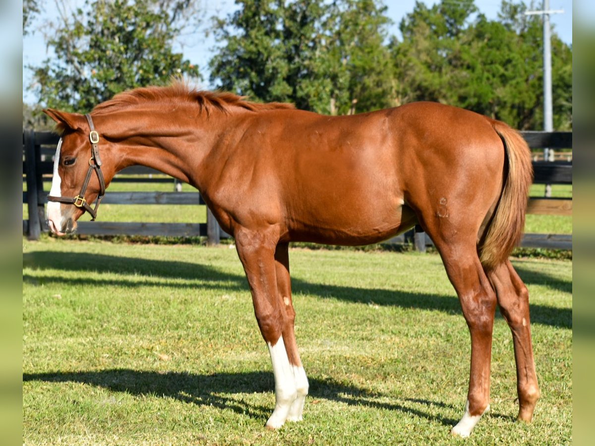 Koń oldenburski Ogier Źrebak (05/2024) 170 cm Ciemnokasztanowata in Zephyrhills