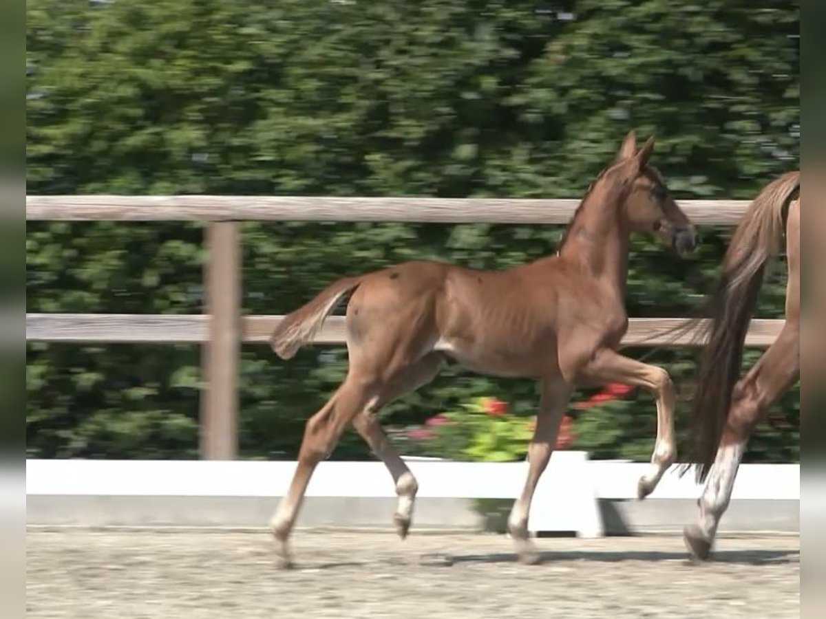 Koń oldenburski Ogier Źrebak (06/2025) 170 cm Ciemnokasztanowata in Gro&#xDF;efehn Bagband