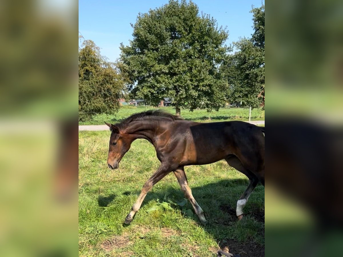 Koń oldenburski Ogier Źrebak (05/2024) 170 cm Gniada in Bruchhausen-Vilsen