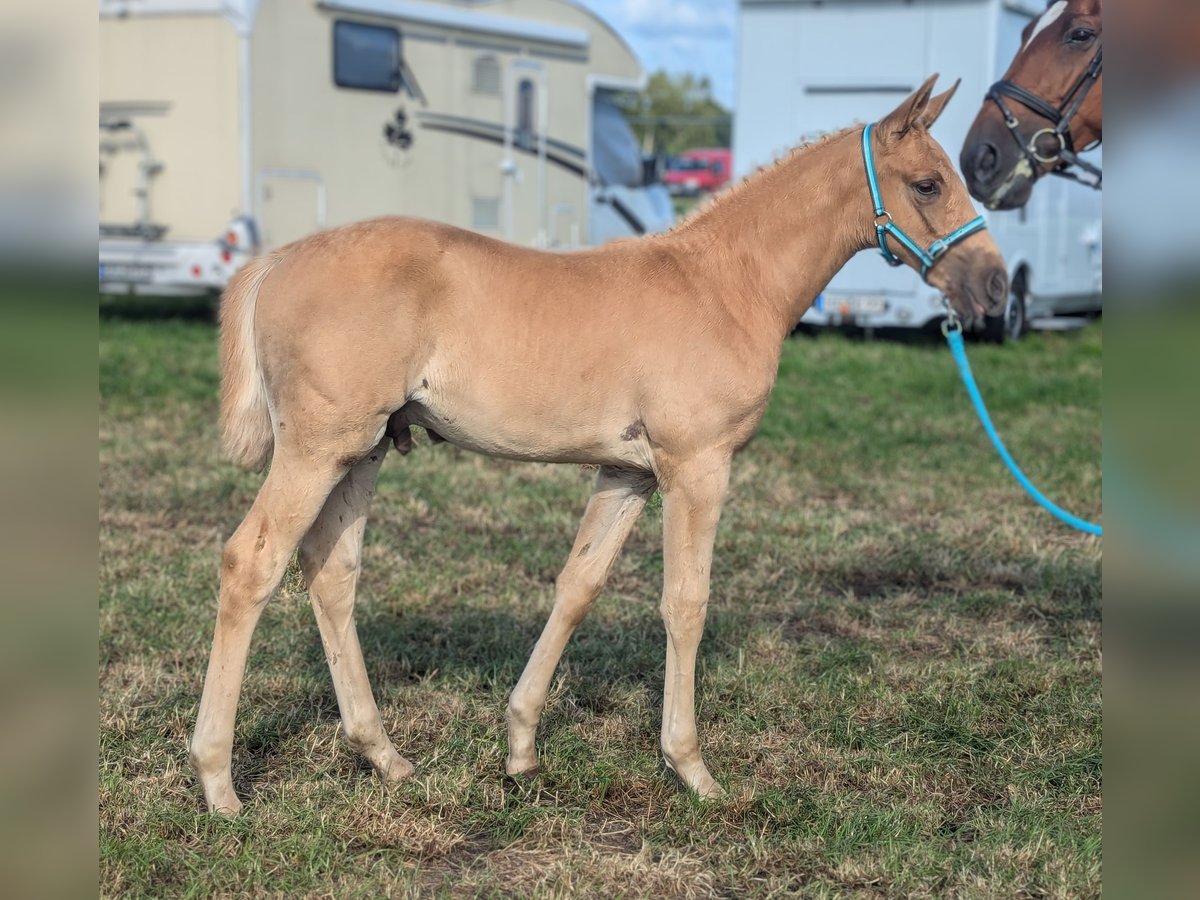 Koń oldenburski Ogier Źrebak (06/2024) 170 cm Izabelowata in Niedernwöhren