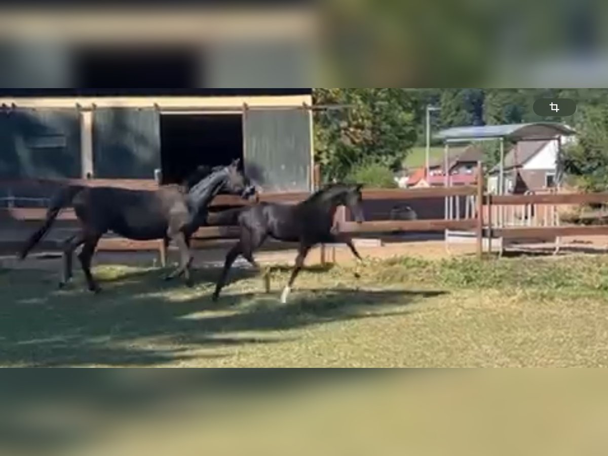 Koń oldenburski Ogier Źrebak (04/2025) 170 cm Kara in Bad M&#xFC;nder am Deister