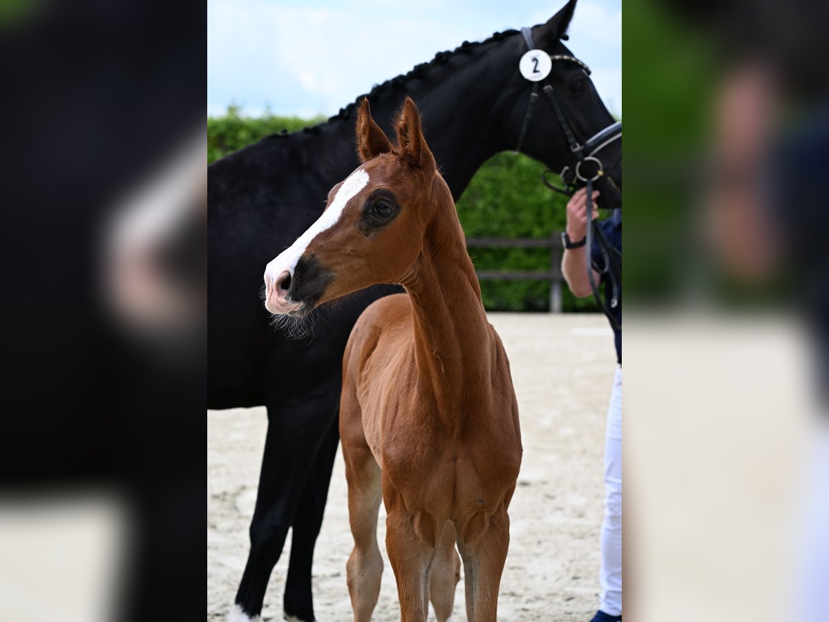 Koń oldenburski Ogier Źrebak (05/2024) 172 cm Ciemnokasztanowata in Bad Füssing