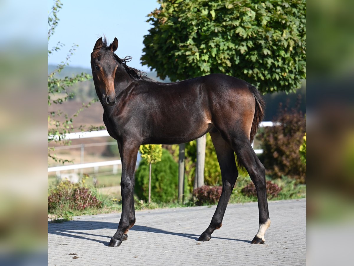 Koń oldenburski Ogier Źrebak (03/2024) 173 cm Ciemnogniada in wysin