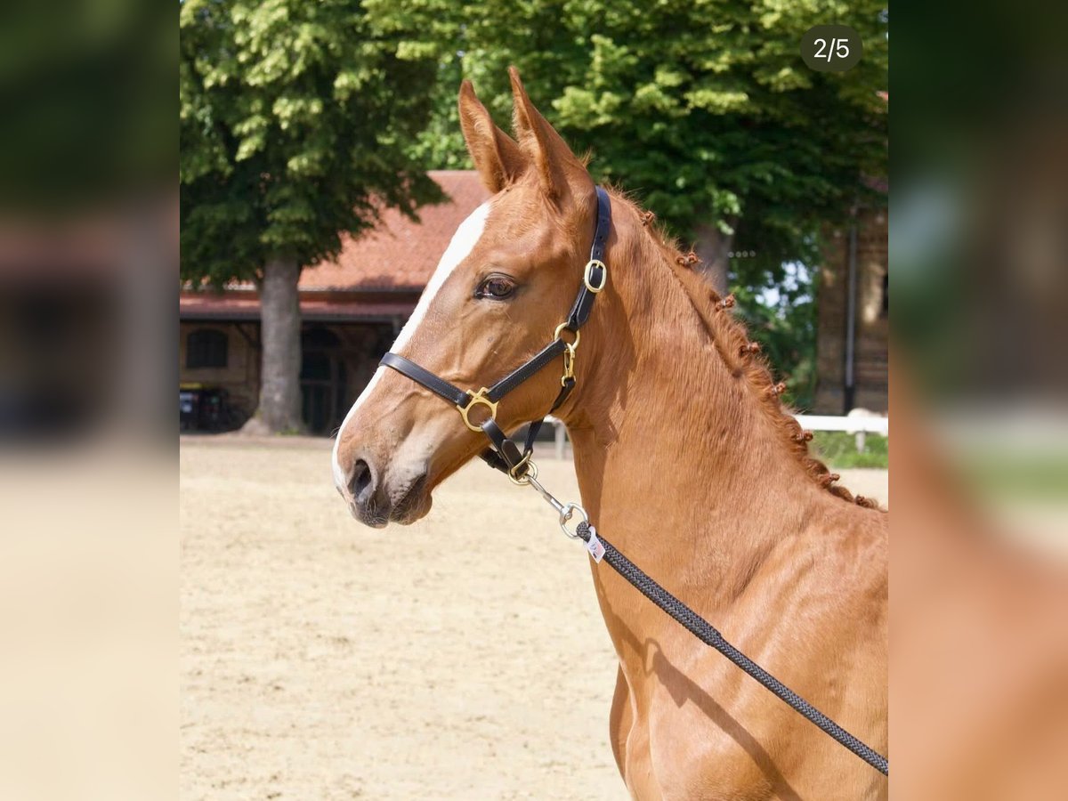 Koń oldenburski Ogier Źrebak (04/2025) 173 cm Kasztanowata in Spenge