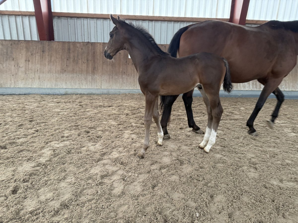 Koń oldenburski Ogier Źrebak (06/2025) 173 cm Skarogniada in BergBerg