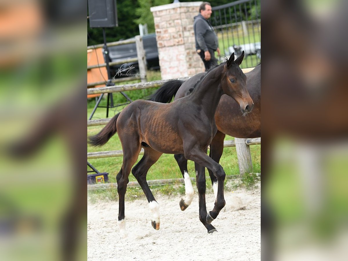 Koń oldenburski Ogier Źrebak (02/2025) Ciemnogniada in Helferskirchen