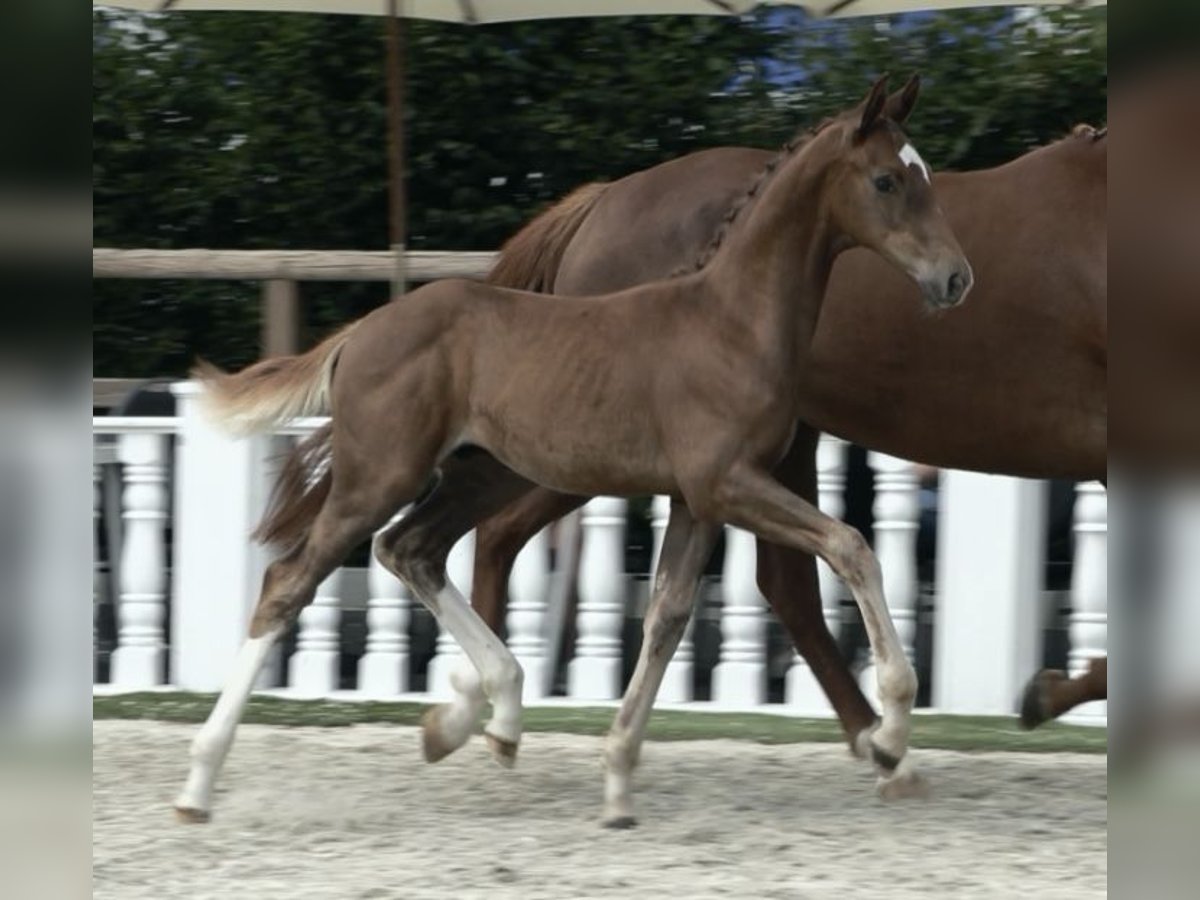 Koń oldenburski Ogier Źrebak (05/2024) Ciemnokasztanowata in Grönheim ( Landkreis Cloppenburg )