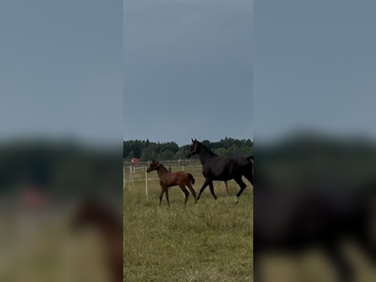 Koń oldenburski Ogier Źrebak (05/2025) Gniada in Gro&#xDF;enkneten