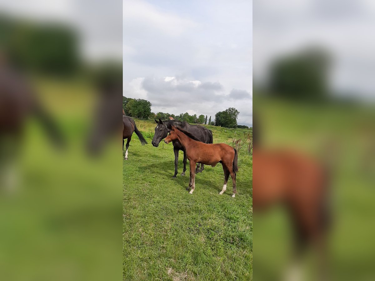 Koń oldenburski Ogier Źrebak (04/2024) Gniada in Jemgum