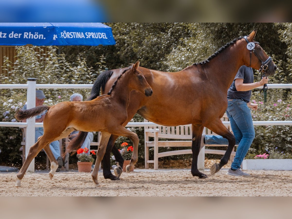 Koń oldenburski Ogier Źrebak (04/2024) Gniada in Laubach