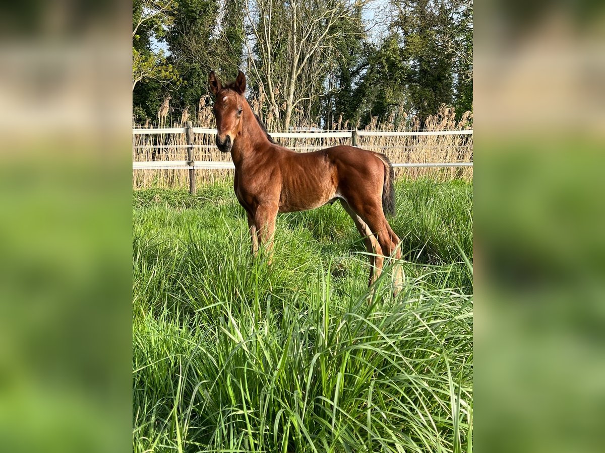 Koń oldenburski Ogier Źrebak (05/2024) Gniada in Ludwigsfelde