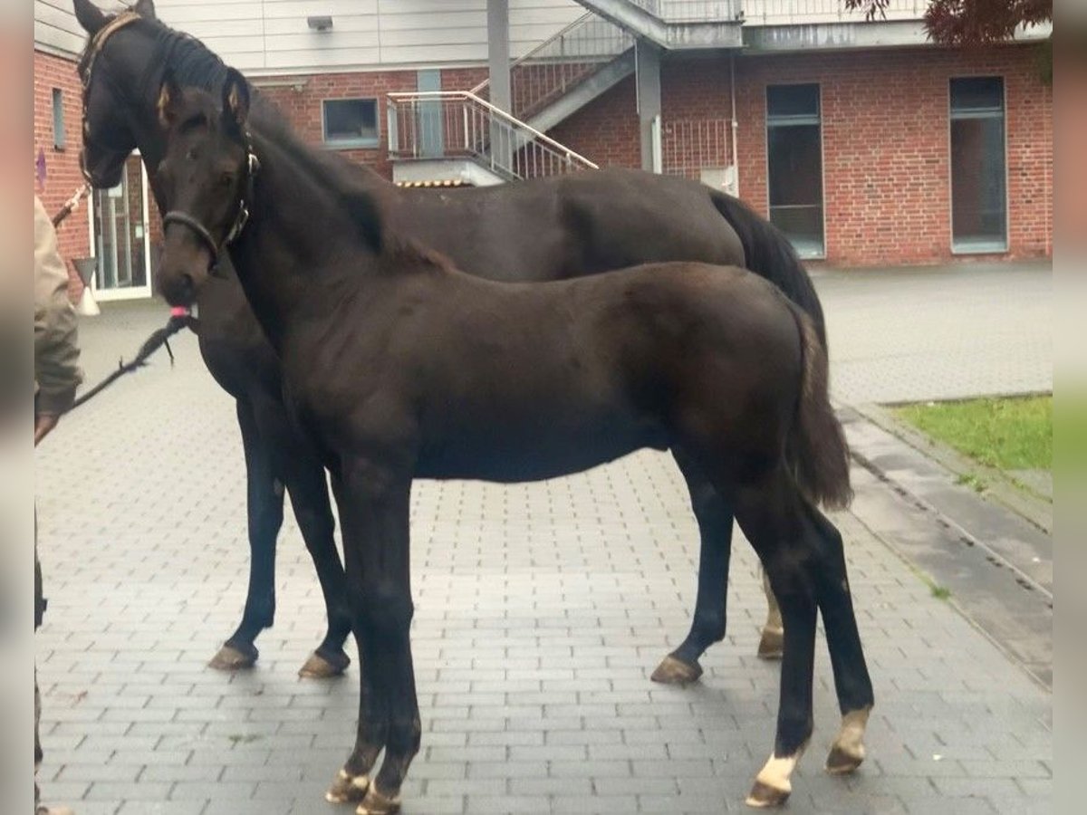 Koń oldenburski Ogier Źrebak (06/2024) Kara in Isernhagen