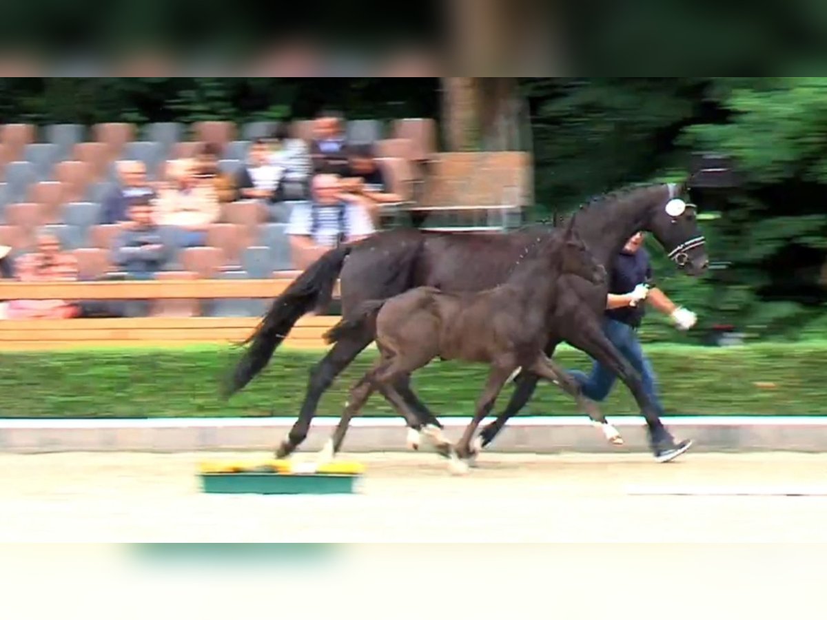 Koń oldenburski Ogier Źrebak (05/2025) Kara in Edertal