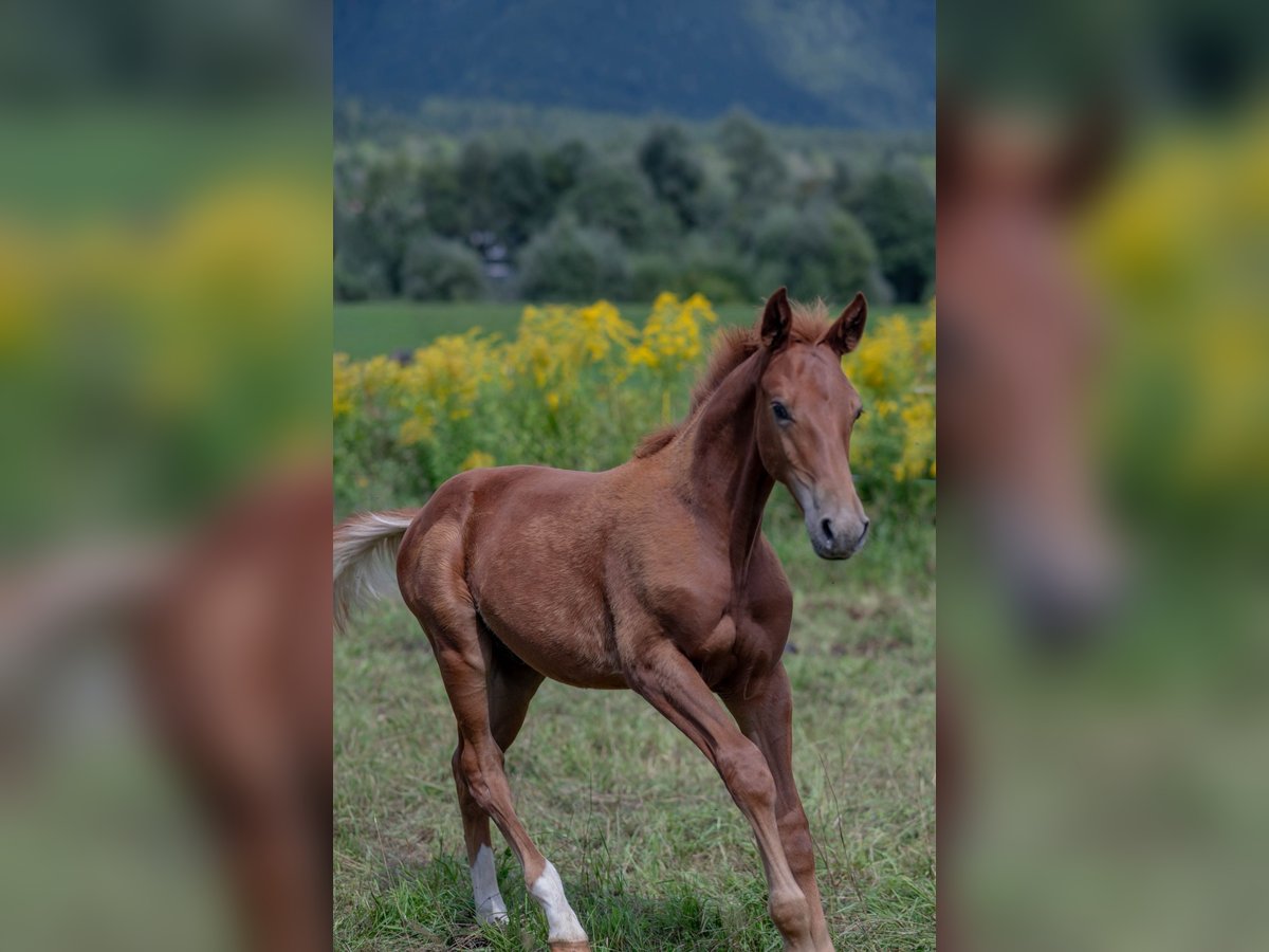 Koń oldenburski Ogier Źrebak (04/2025) Kasztanowata in Jenig