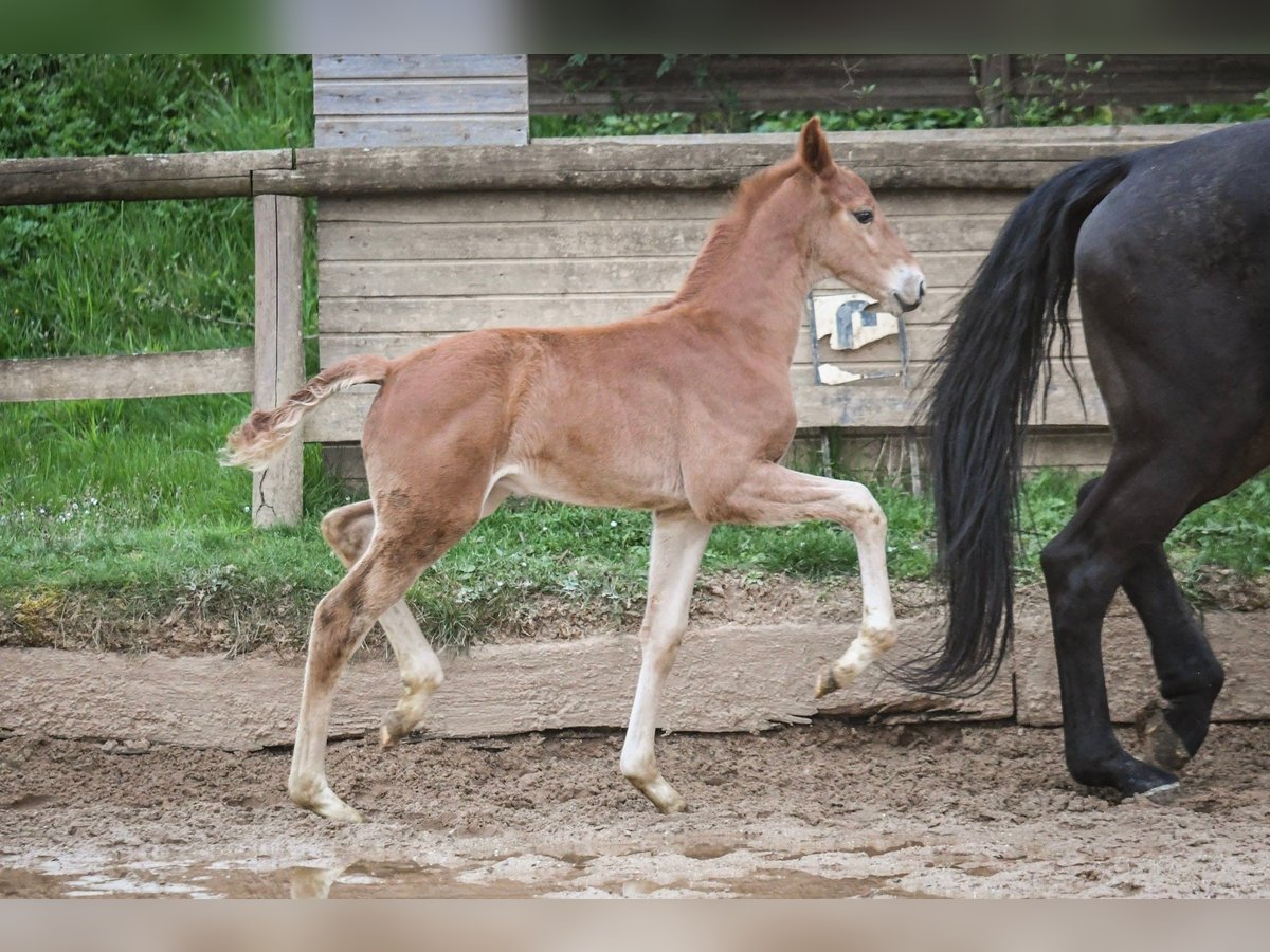 Koń oldenburski Ogier Źrebak (01/2024) Kasztanowata in Hetzerath