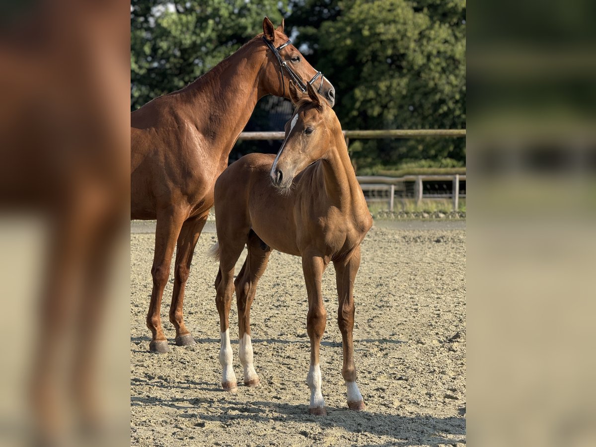 Koń oldenburski Ogier Źrebak (03/2025) Kasztanowata in L&#xFC;bbecke