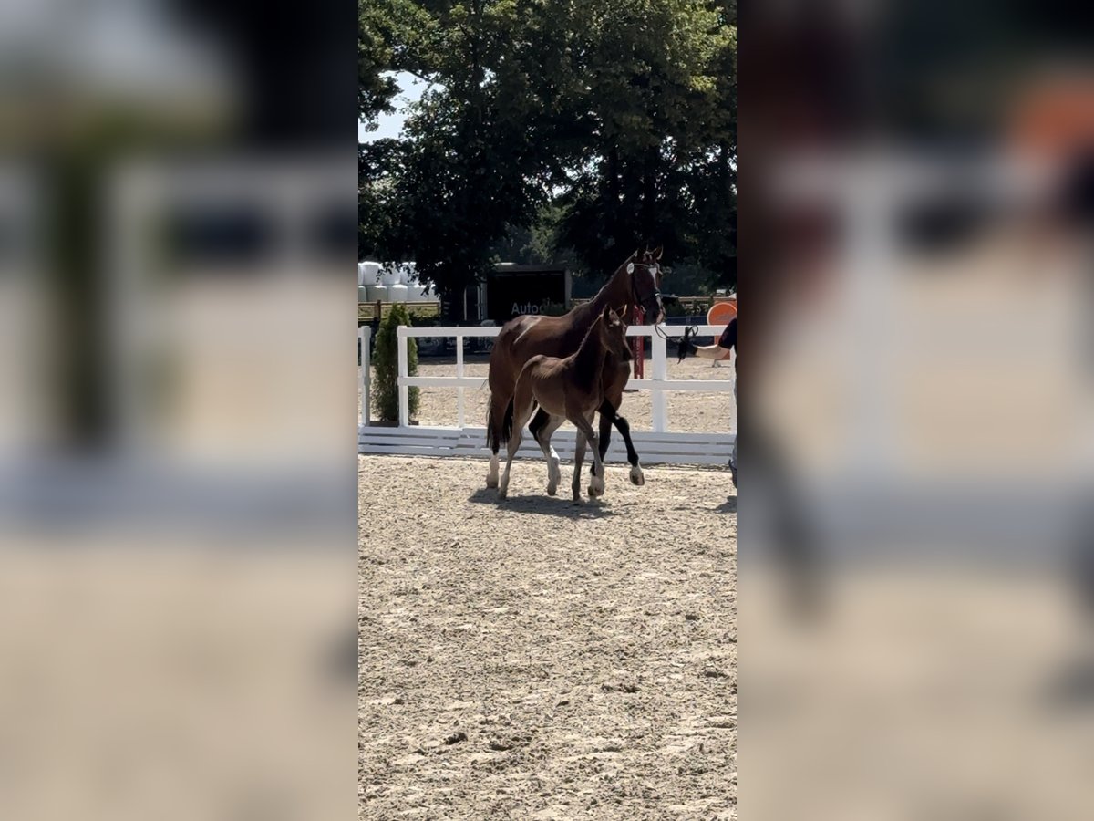Koń oldenburski Ogier  in Petershagen