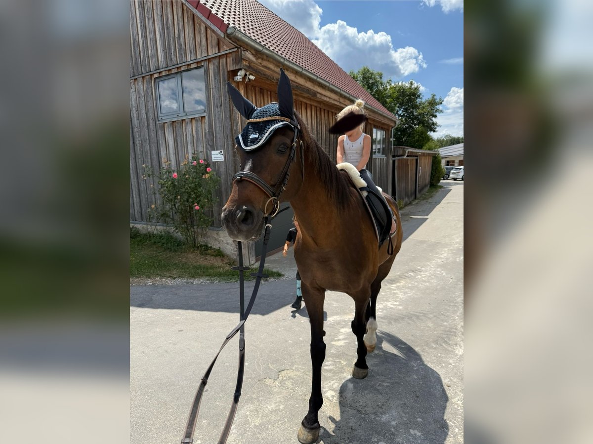 Koń oldenburski Wałach 10 lat 170 cm Ciemnogniada in Senden