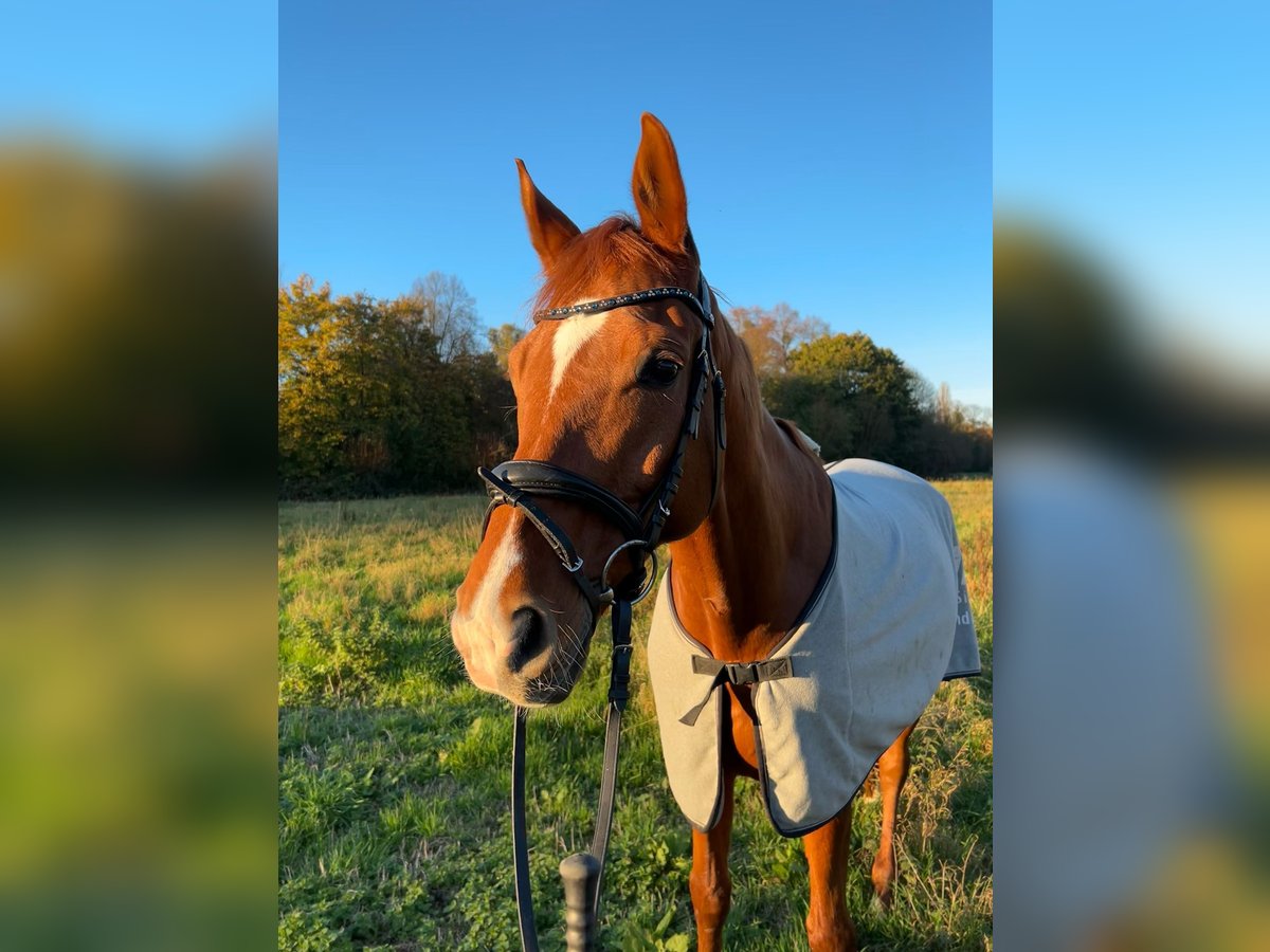 Koń oldenburski Wałach 10 lat 170 cm Kasztanowata in Neuss
