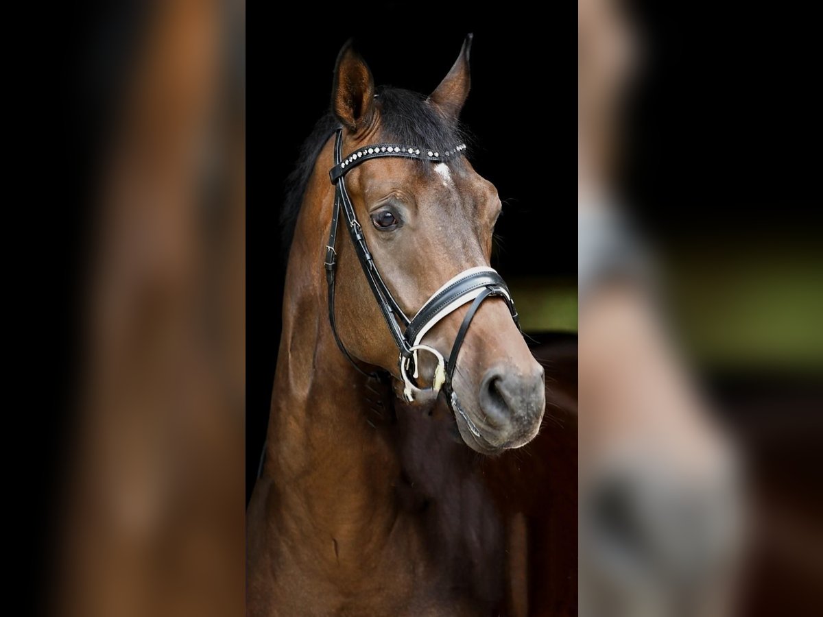 Koń oldenburski Wałach 10 lat 173 cm Ciemnogniada in Viersen
