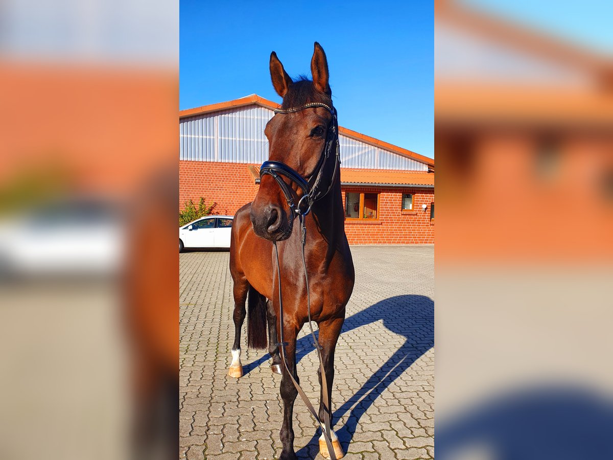 Koń oldenburski Wałach 10 lat 176 cm Ciemnogniada in Frelsdorf