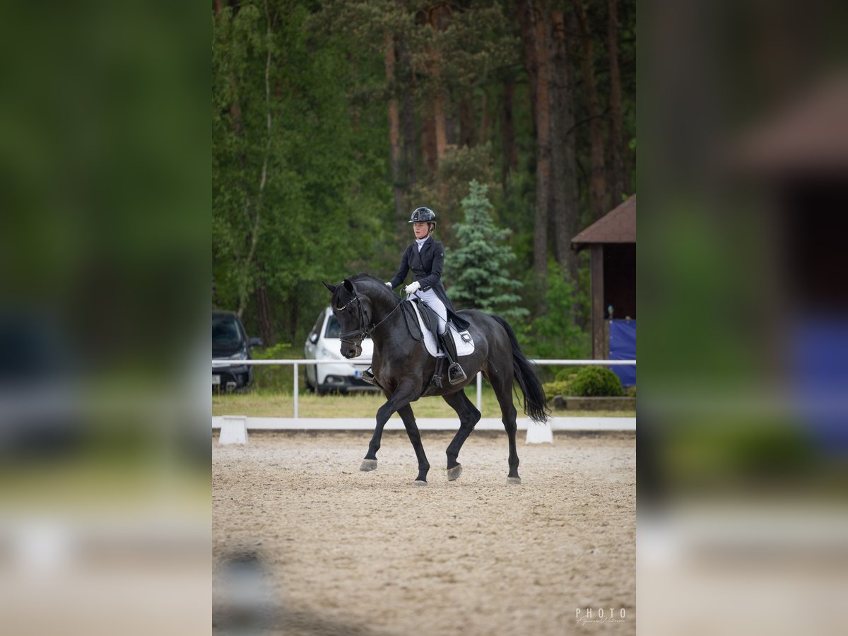 Koń oldenburski Wałach 10 lat 177 cm Kara in Złotów