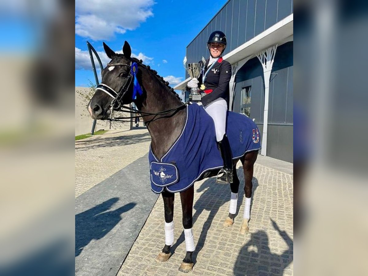 Koń oldenburski Wałach 11 lat 170 cm Kara in Pilisjászfalu