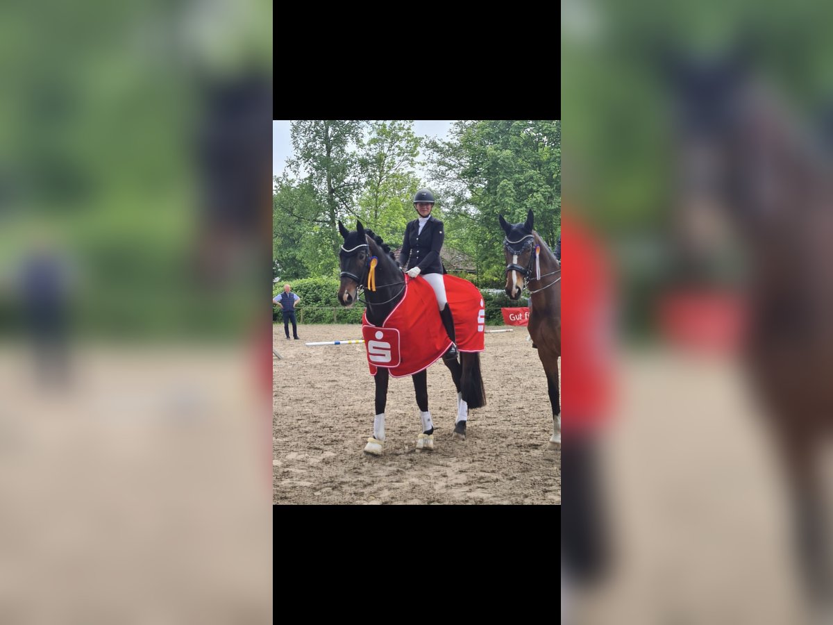 Koń oldenburski Wałach 13 lat 172 cm Ciemnogniada in Beverstedt