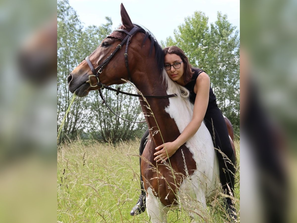 Koń oldenburski Wałach 14 lat 166 cm Srokata in Wedemark