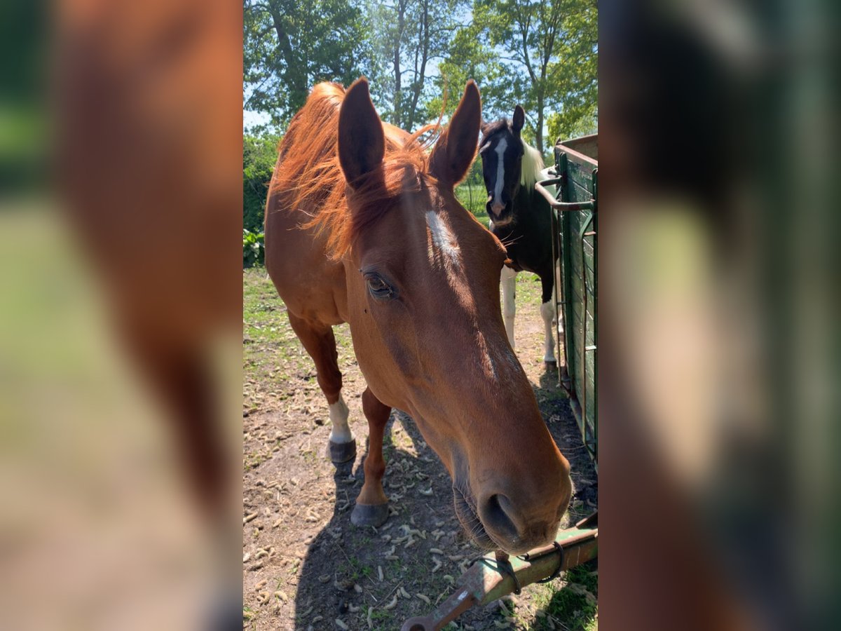 Koń oldenburski Wałach 19 lat 174 cm Kasztanowata in Großheide Berumerfehn