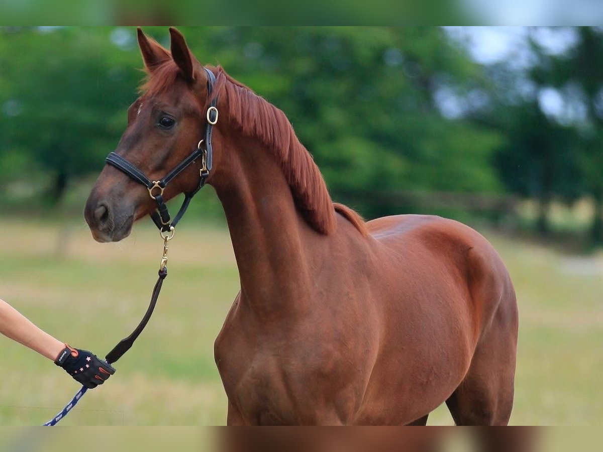Koń oldenburski Wałach 1 Rok 175 cm Ciemnokasztanowata in &#x411;&#x438;&#x441;&#x442;&#x440;&#x438;&#x457;&#x432;&#x43A;&#x430;