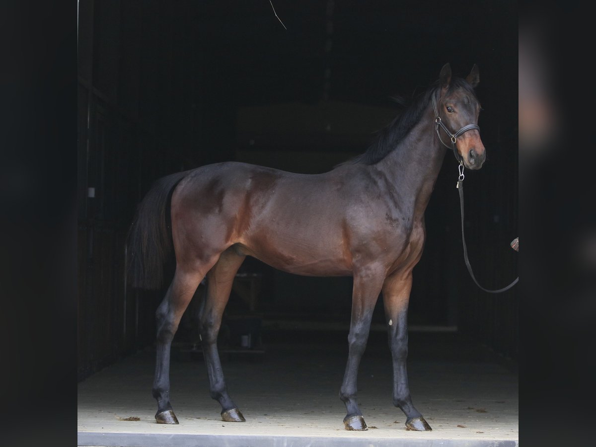 Koń oldenburski Wałach 1 Rok in Stud