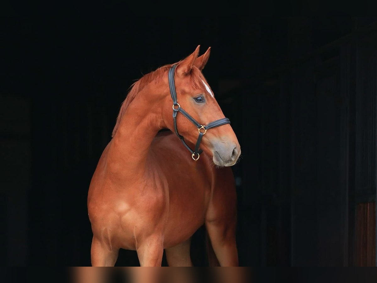 Koń oldenburski Wałach 1 Rok in Stud