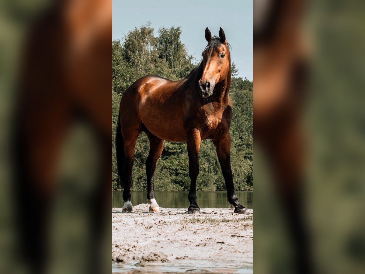 Koń oldenburski Wałach 20 lat 178 cm Gniada in Rosendahl