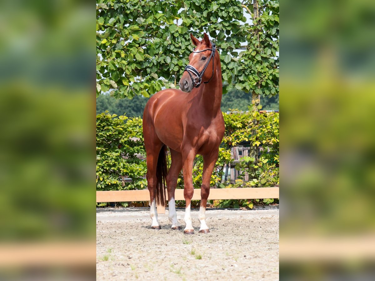 Koń oldenburski Wałach 3 lat 166 cm Kasztanowata in Goch