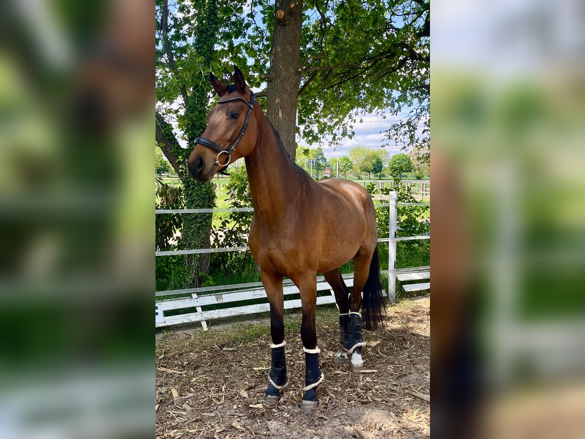 Koń oldenburski Wałach 3 lat 170 cm Gniada in Meppen