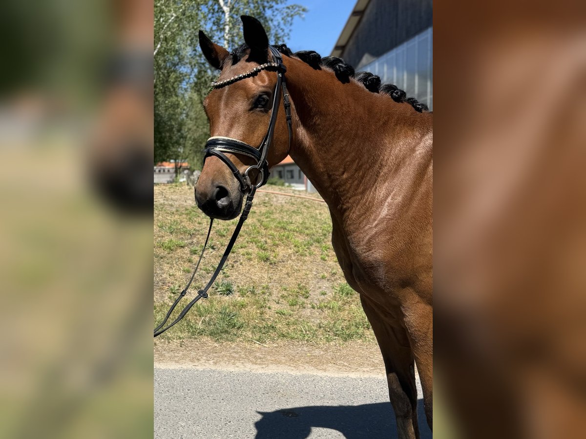 Koń oldenburski Wałach 4 lat 162 cm Gniada in Phöben