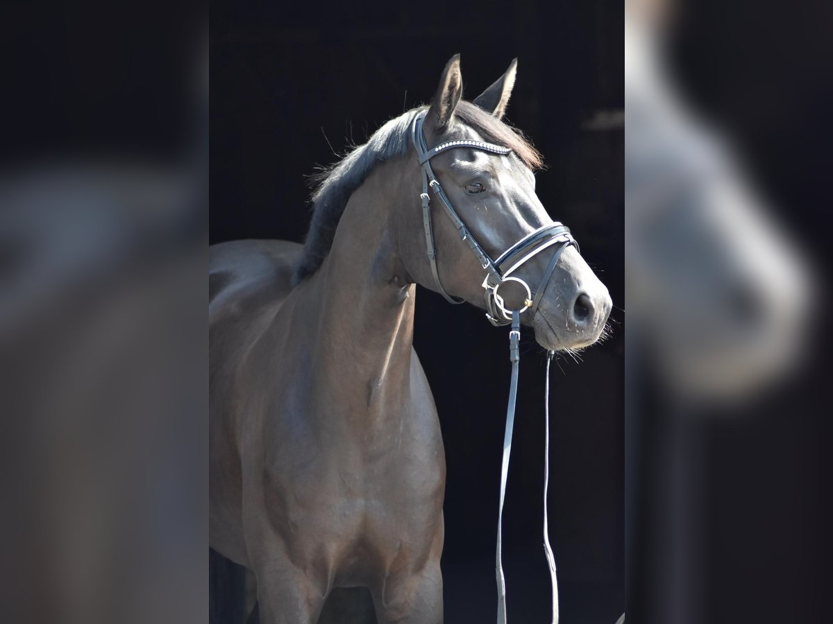 Koń oldenburski Wałach 4 lat 168 cm Kara in Herbstein