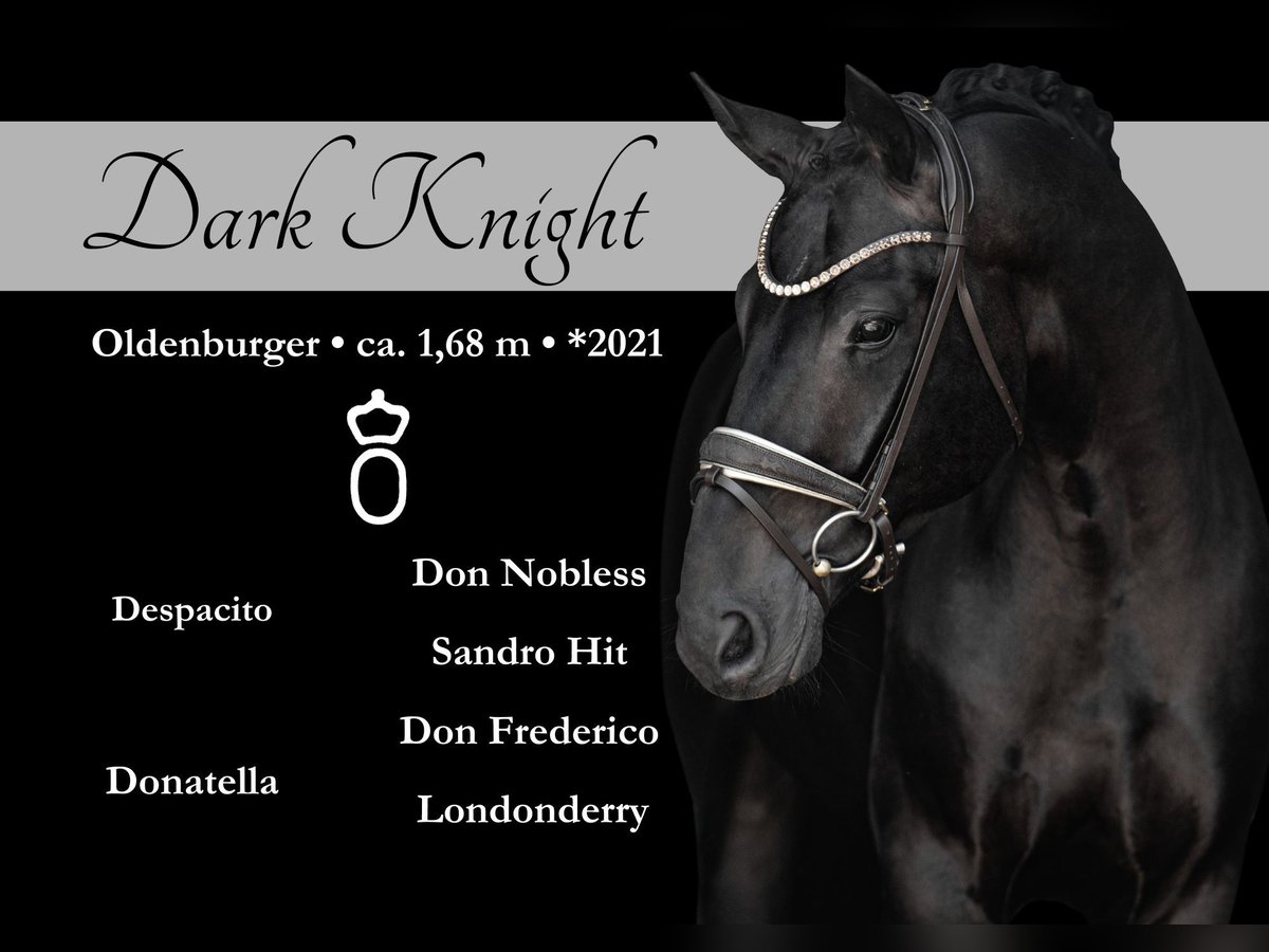 Koń oldenburski Wałach 4 lat 168 cm Kara in Wehringen