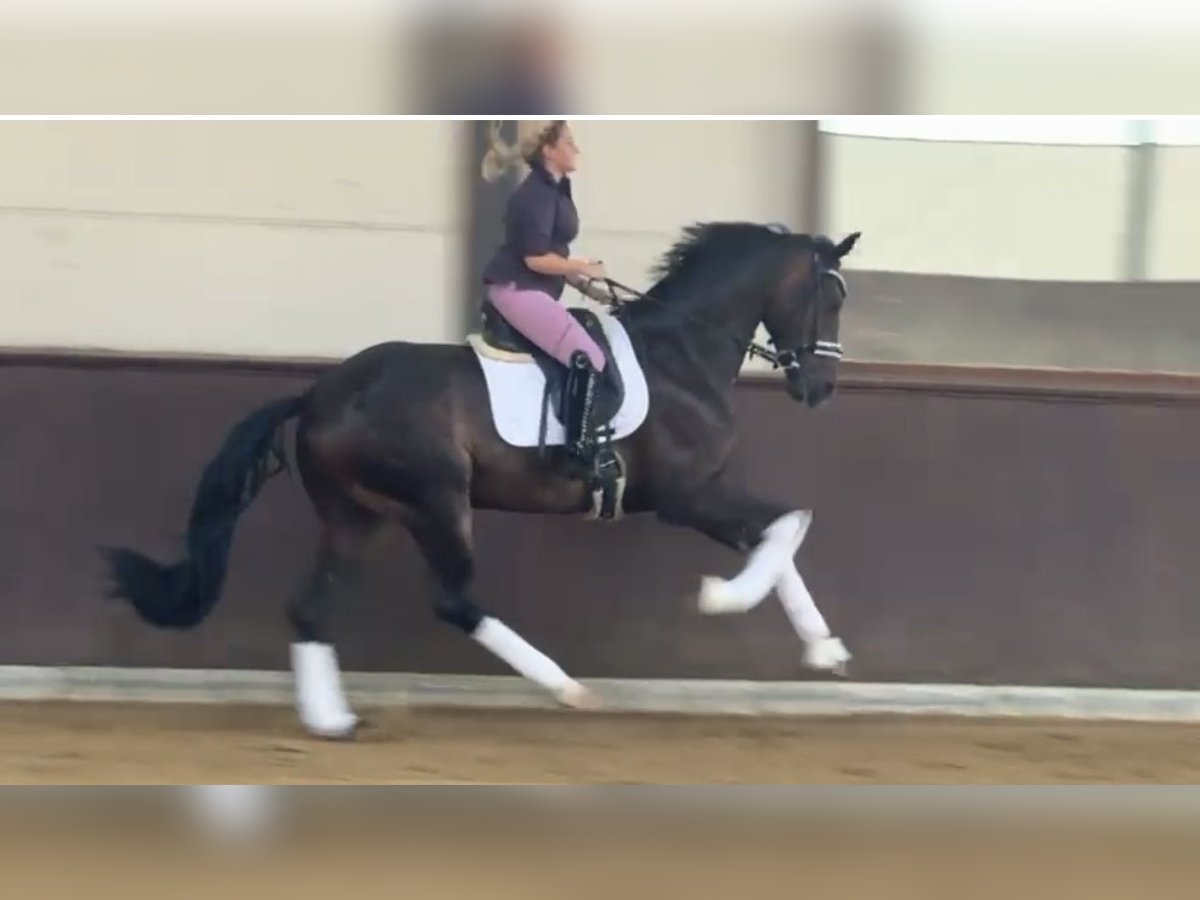 Koń oldenburski Wałach 4 lat 169 cm Ciemnogniada in Essen