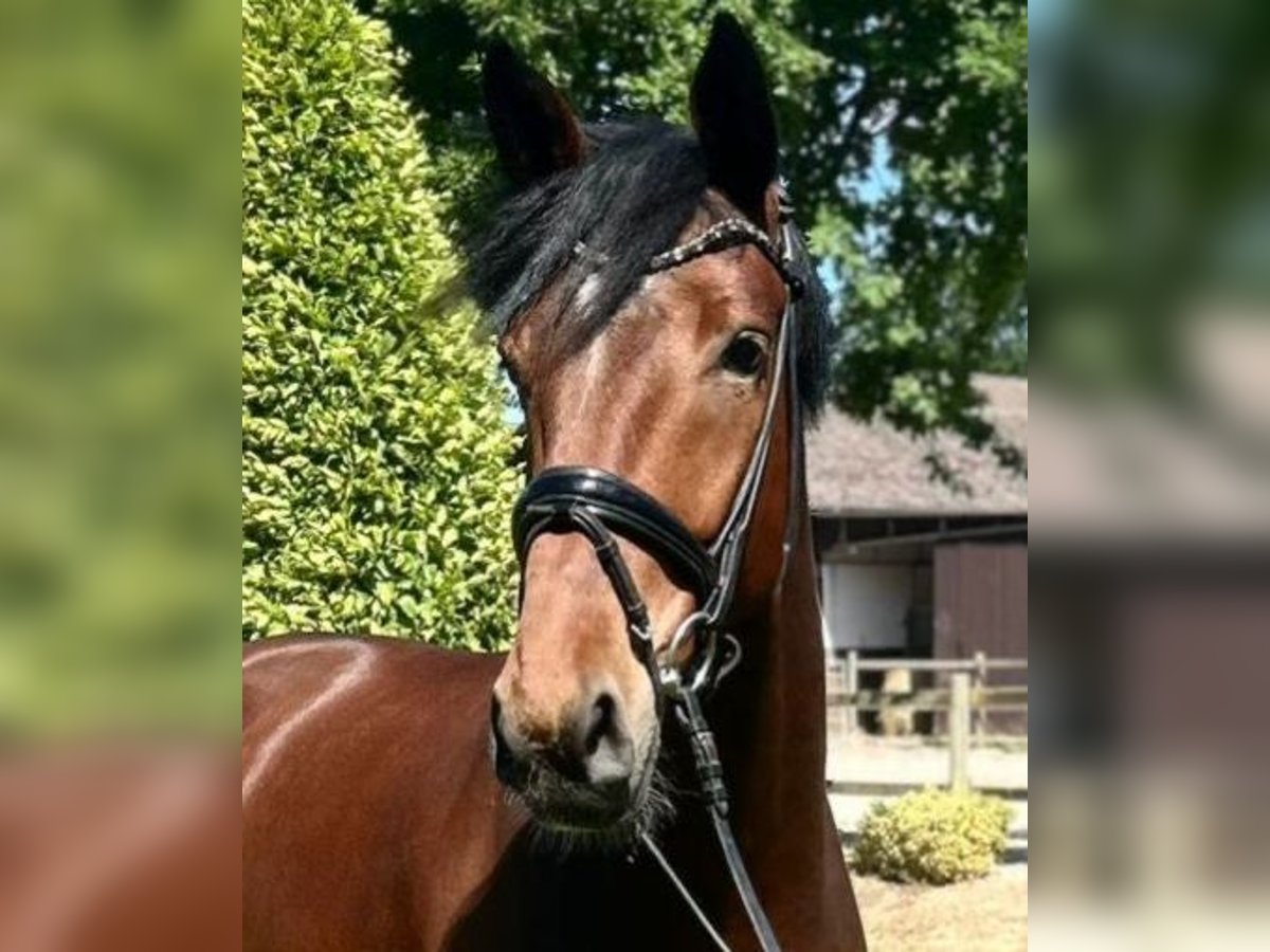 Koń oldenburski Wałach 4 lat 170 cm Ciemnogniada in Damme