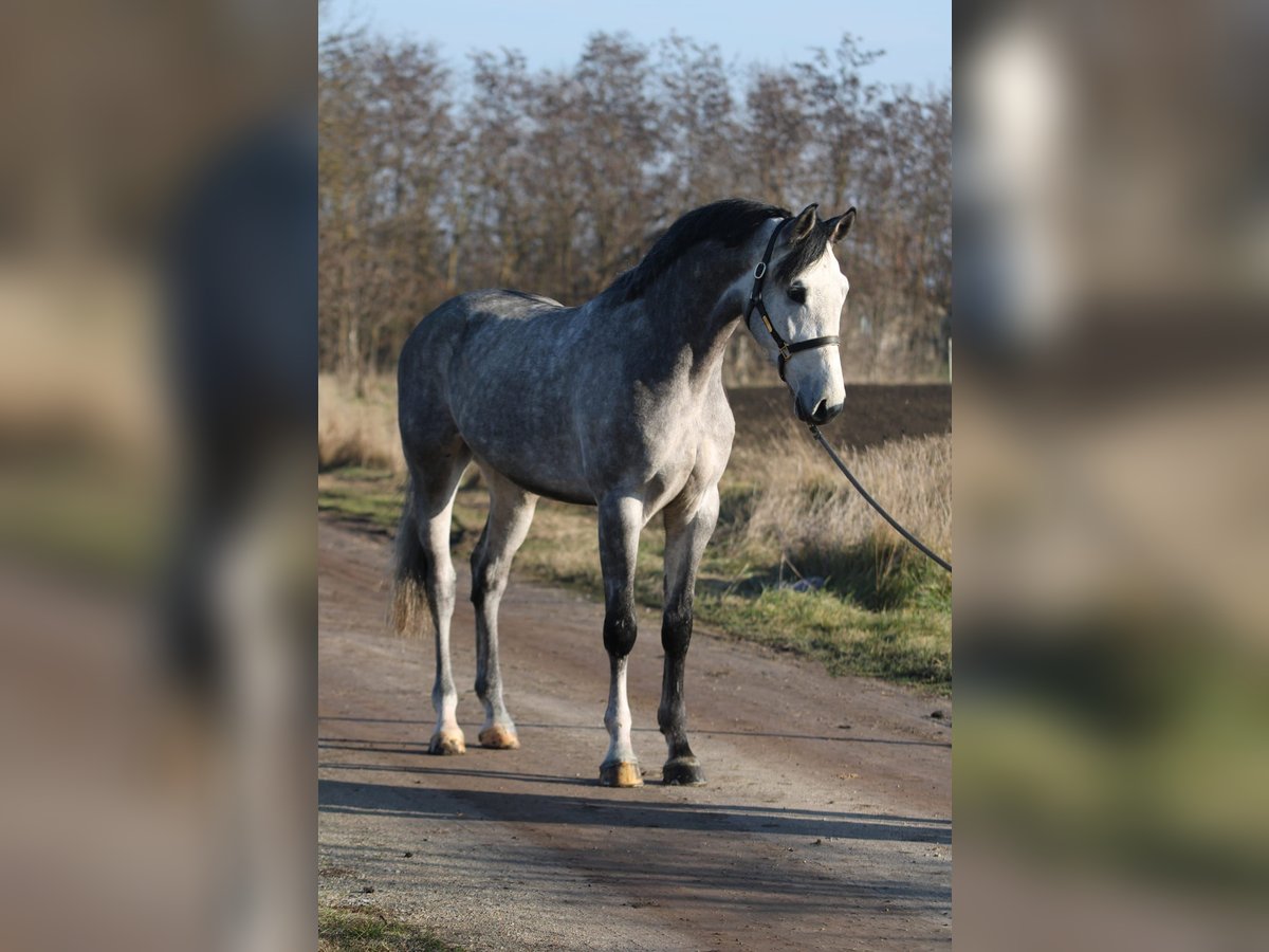 Koń oldenburski Wałach 4 lat 170 cm Siwa in Gyula