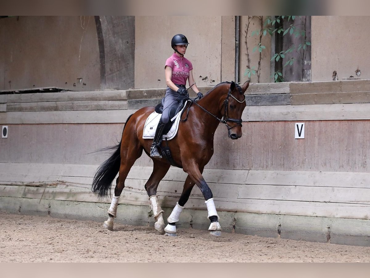 Koń oldenburski Wałach 4 lat 182 cm Gniada in Altenstadt