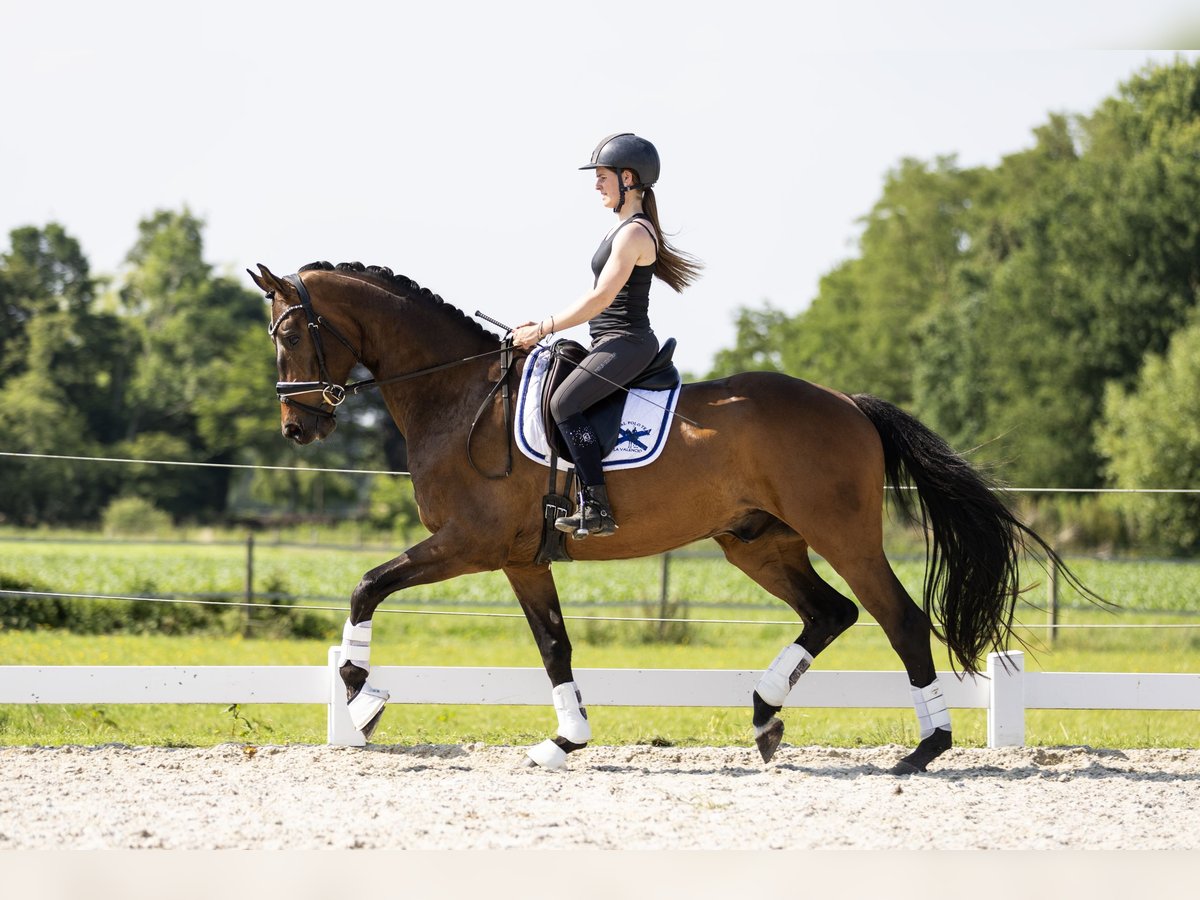 Koń oldenburski Wałach 5 lat 170 cm Gniada in Vledderveen