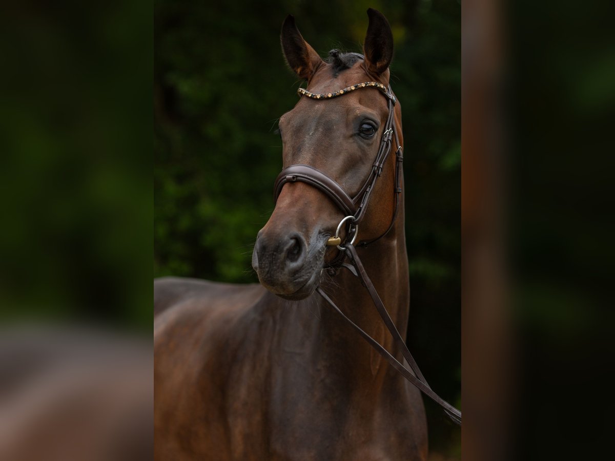 Koń oldenburski Wałach 5 lat 175 cm Ciemnogniada in Siegen