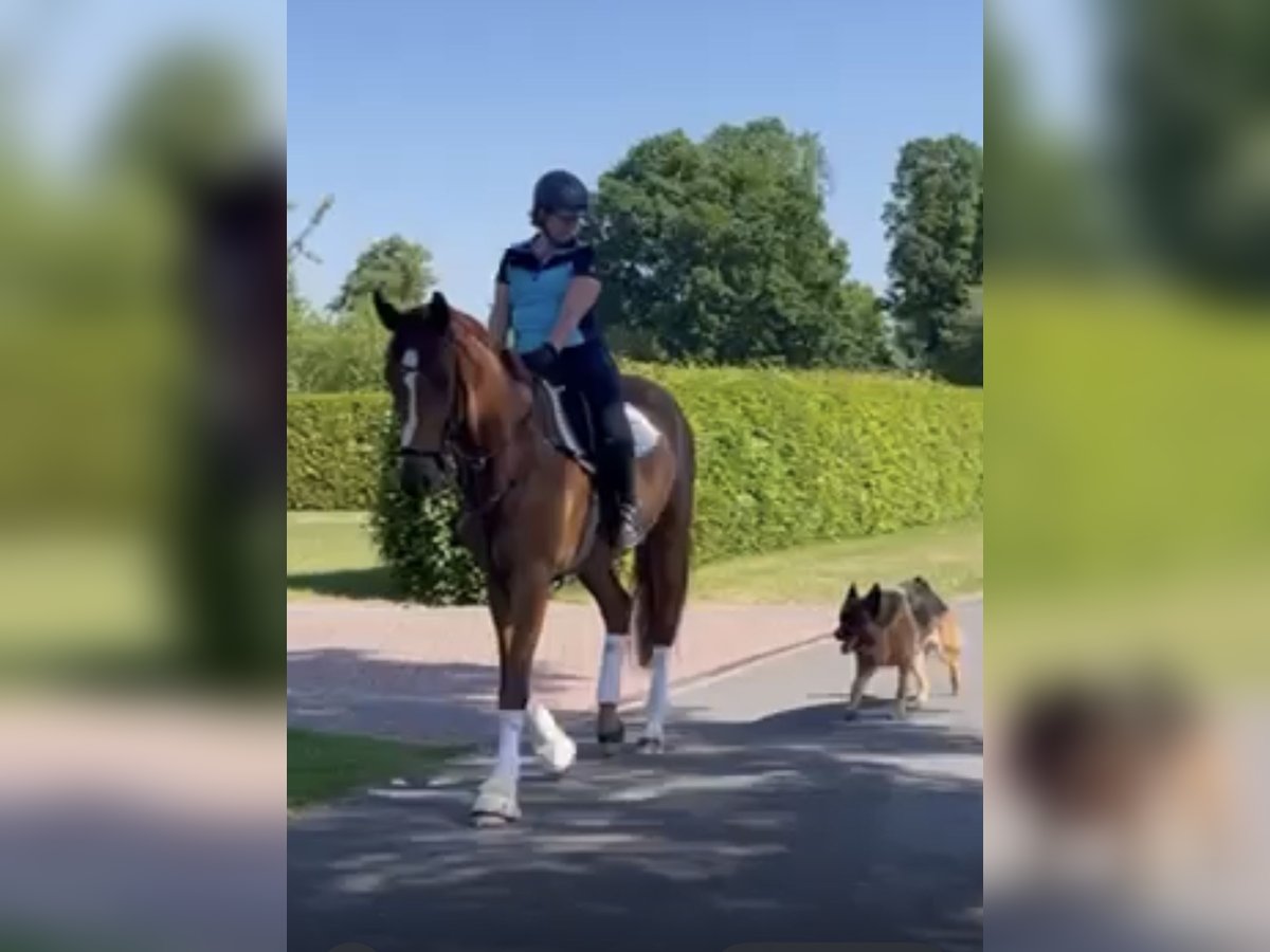 Koń oldenburski Wałach 5 lat 175 cm Kasztanowata in Esterwegen