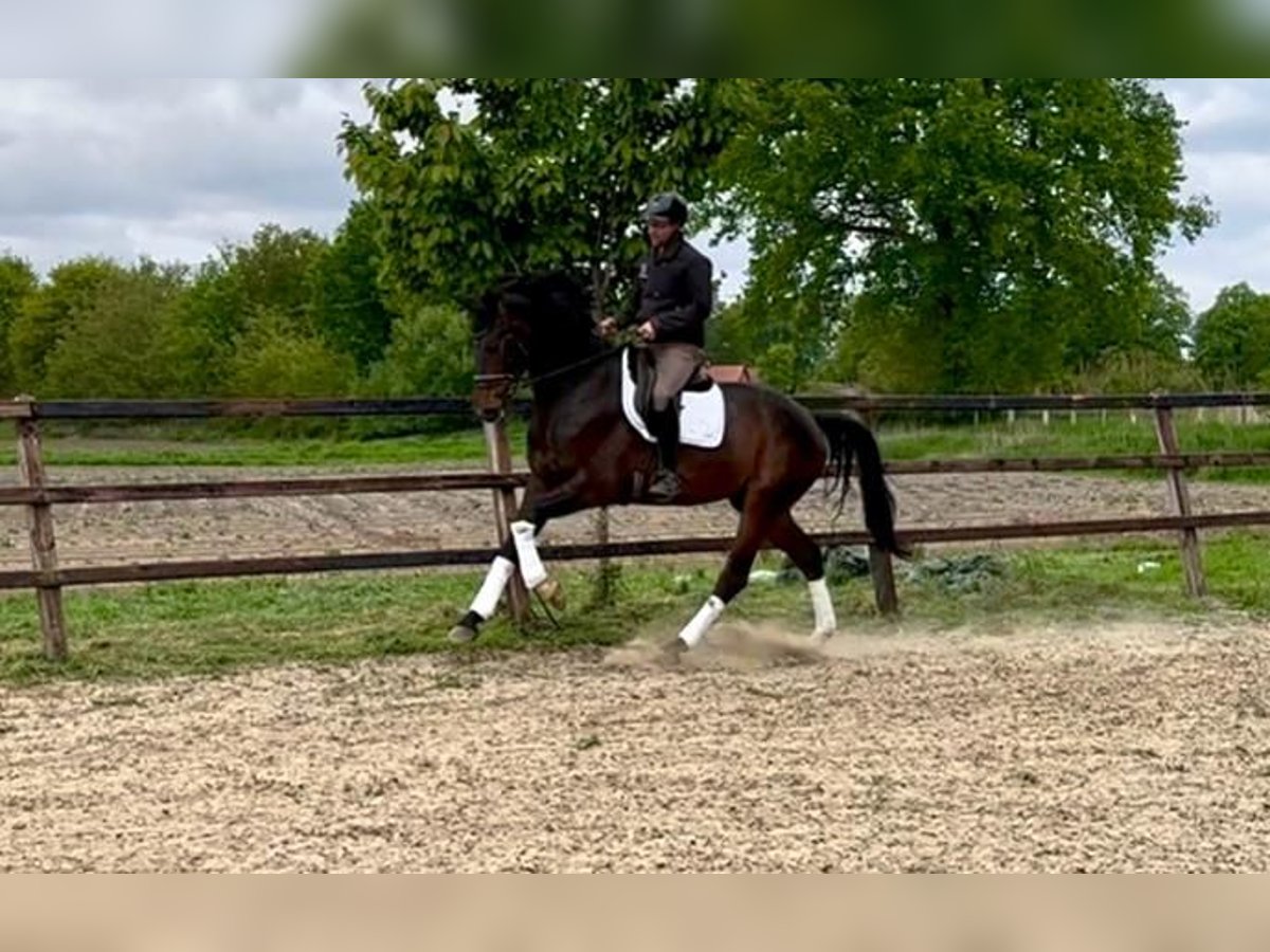 Koń oldenburski Wałach 5 lat 180 cm Ciemnogniada in Lünne