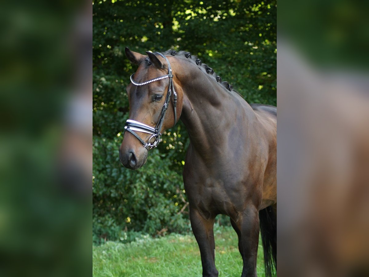 Koń oldenburski Wałach 6 lat 172 cm Gniada in Gleichen