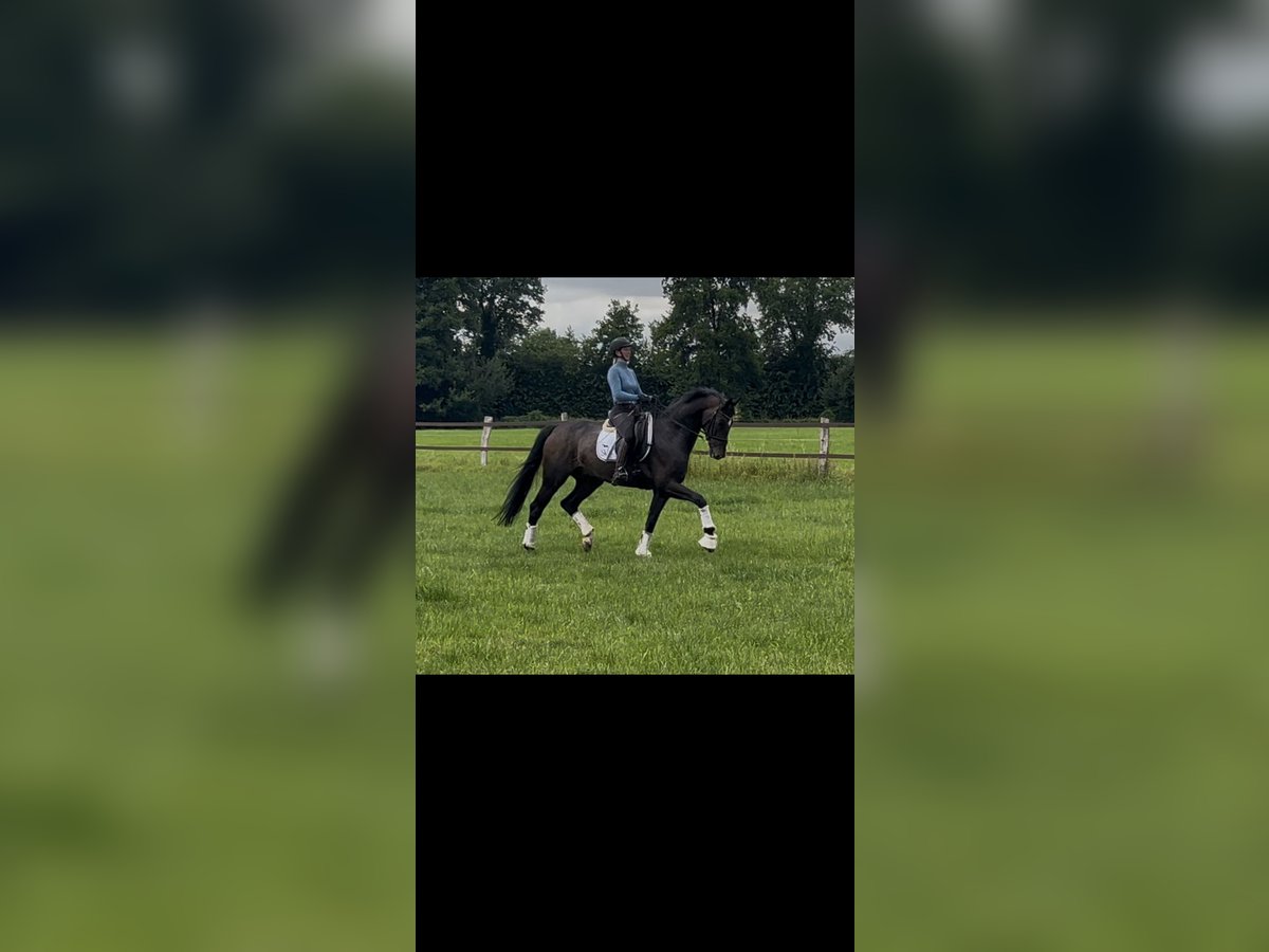 Koń oldenburski Wałach 7 lat 171 cm Gniada in Ibbenb&#xFC;ren
