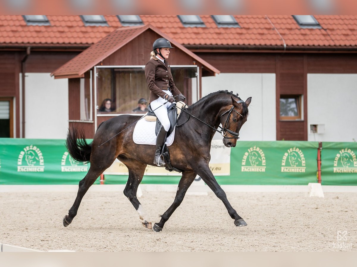 Koń oldenburski Wałach 7 lat 175 cm Ciemnogniada in Wisła